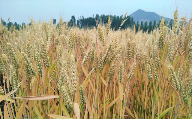 顆粒機(jī)原料 顆粒機(jī)原料