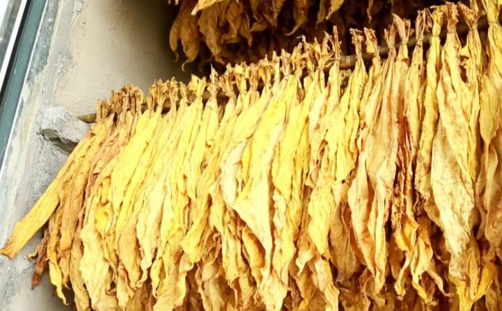 “烘烤出來(lái)的煙葉非常漂亮，色澤勻稱(chēng)鮮亮，不像以前燃煤烘烤容易掛灰，鋸末顆粒機(jī)的顆粒燃料烤煙既環(huán)保又降低了勞動(dòng)強(qiáng)度?！痹谠摯鍦阉汉婵竟?chǎng)，種植戶(hù)張國(guó)輝忙著將一桿桿“黃金葉”從生物質(zhì)新能源烤房中取出，他對(duì)“綠色烘烤”贊不絕口。